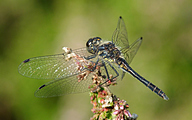 Black Darter (Male, Sympetrum danae)